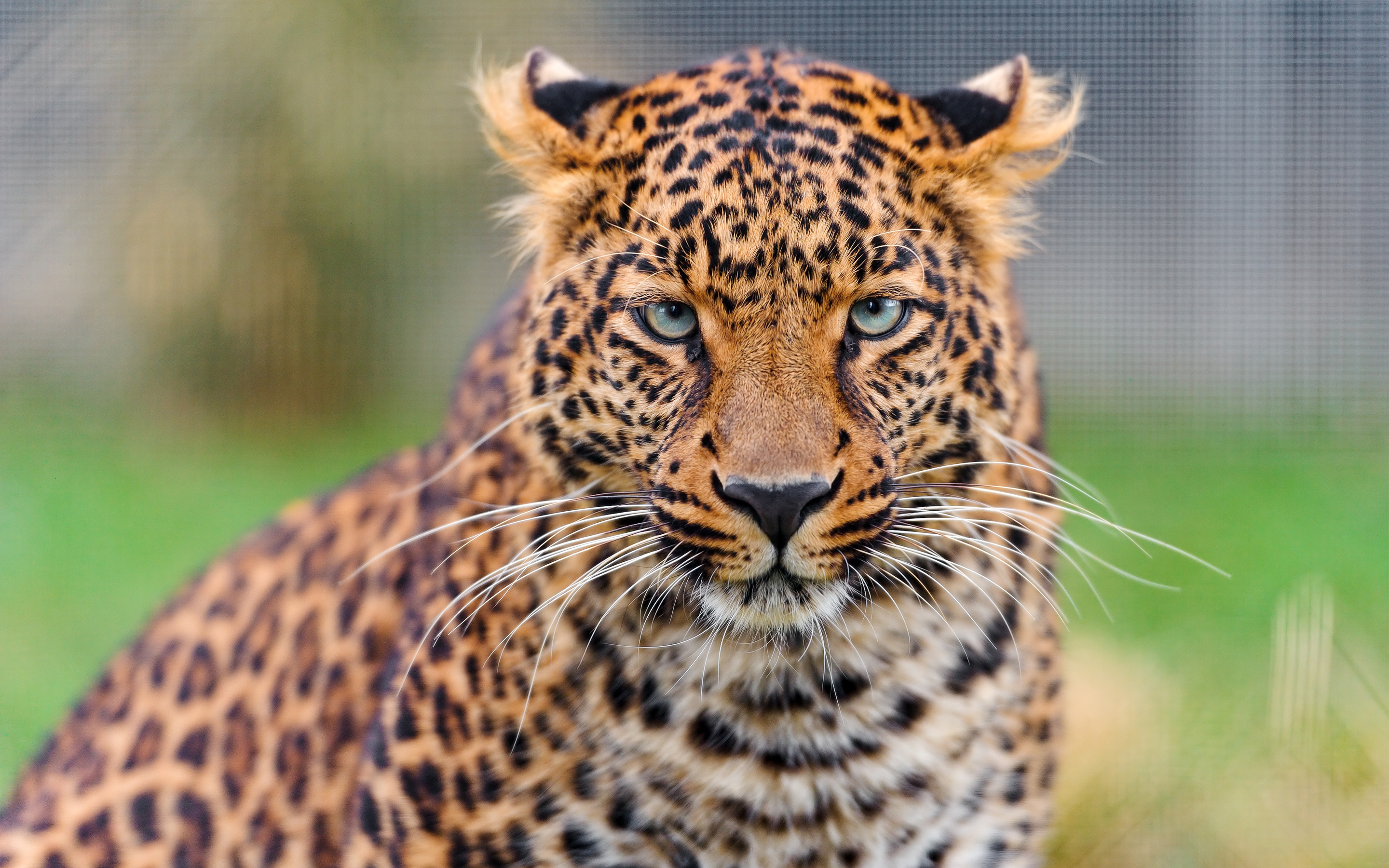 Young Leopard 4K3505812844